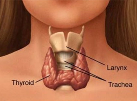 Thyroid & Adrenal Treatment
